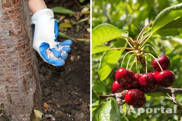 Коли та як удобрювати вишневі дерева у березні