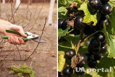 Как и когда обрезать кусты смородины в марте