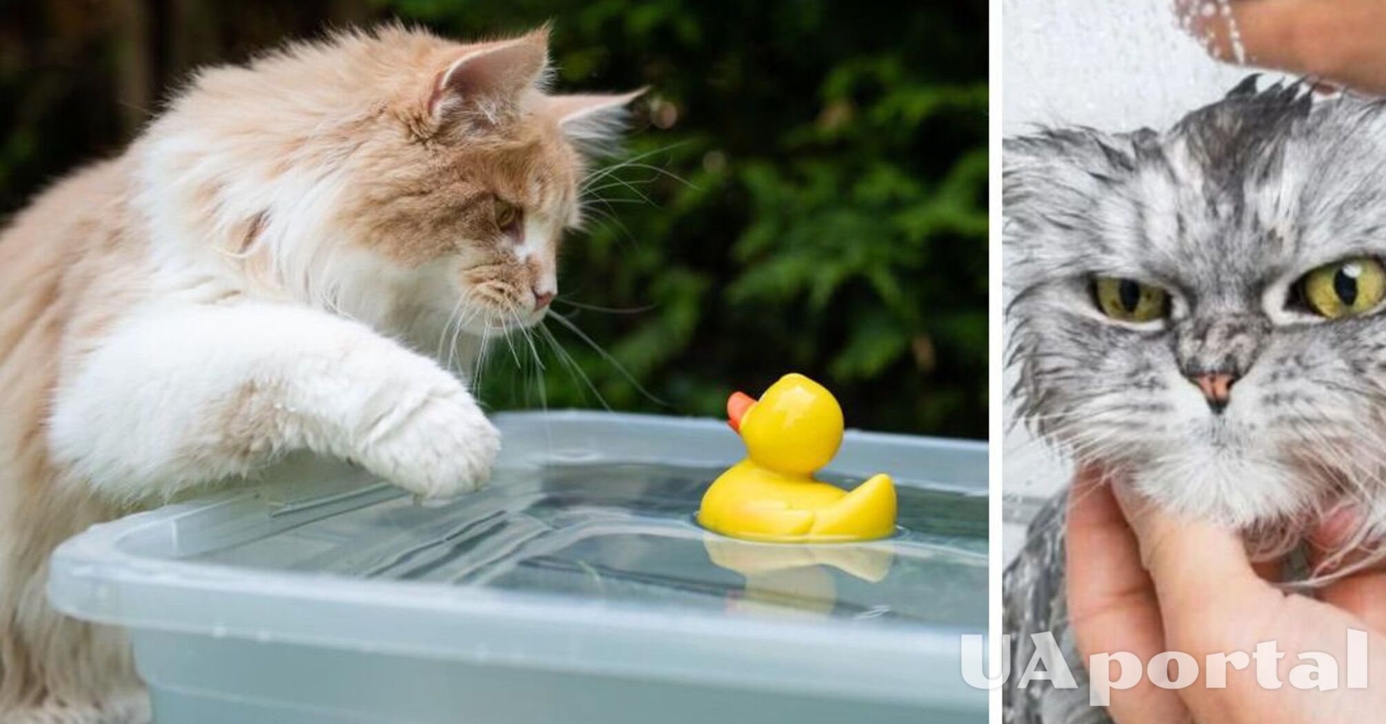 Чому коти не люблять воду