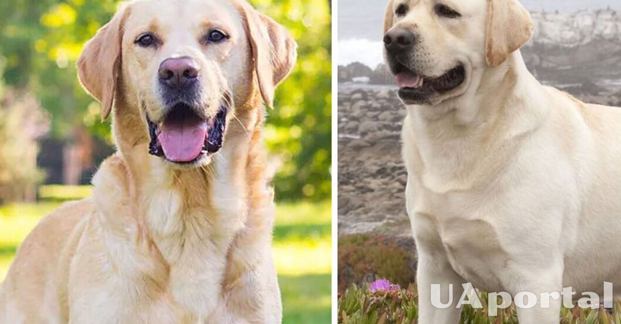 Scientists have found out why Labradors are always hungry and get fat quickly