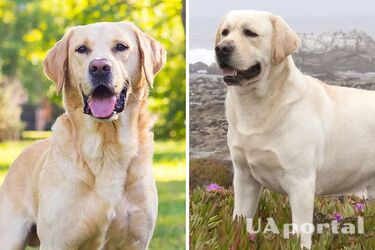 Scientists have found out why Labradors are always hungry and get fat quickly