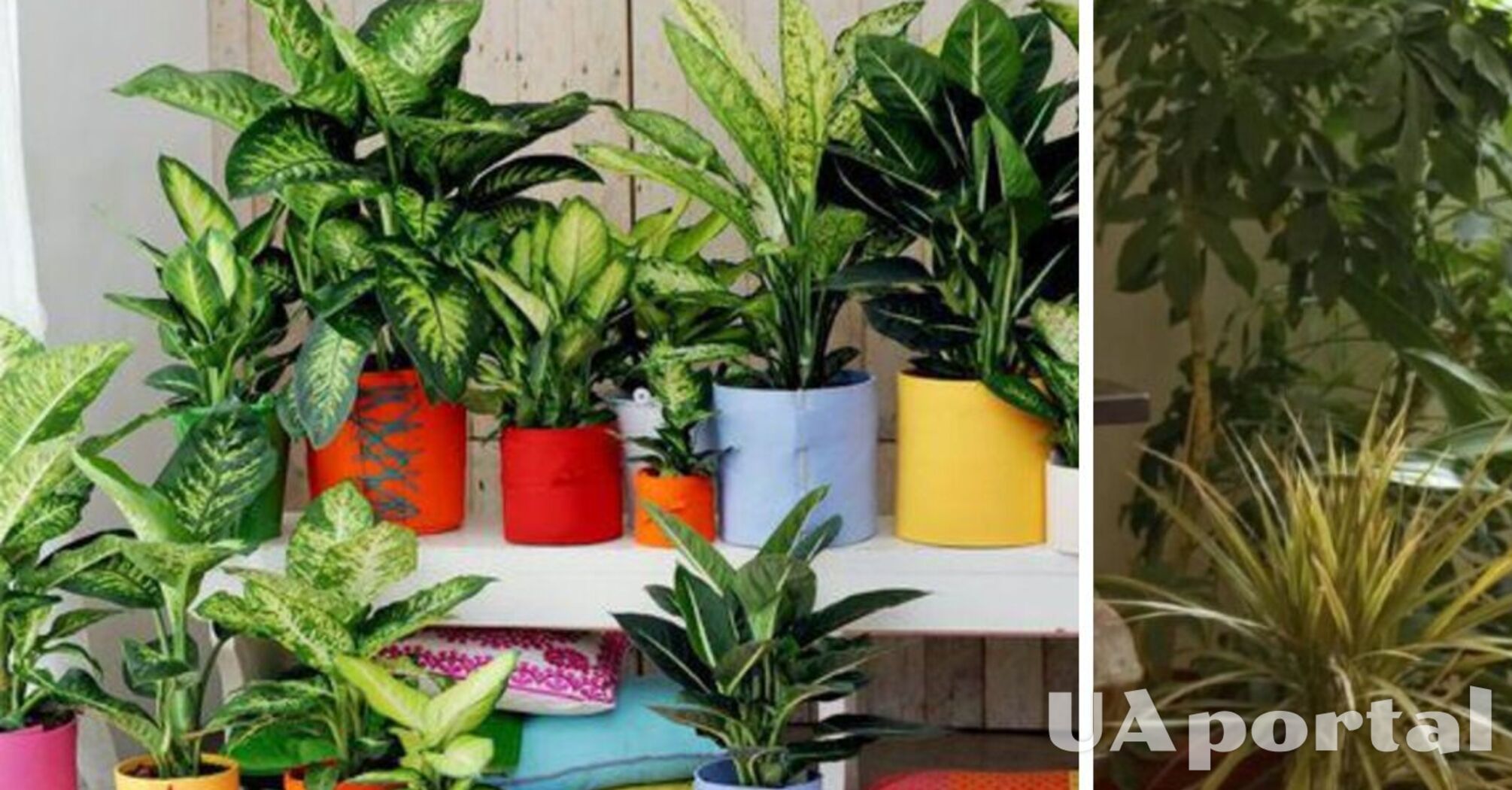 Какие комнатные растения очищают дом от отрицательной энергии?