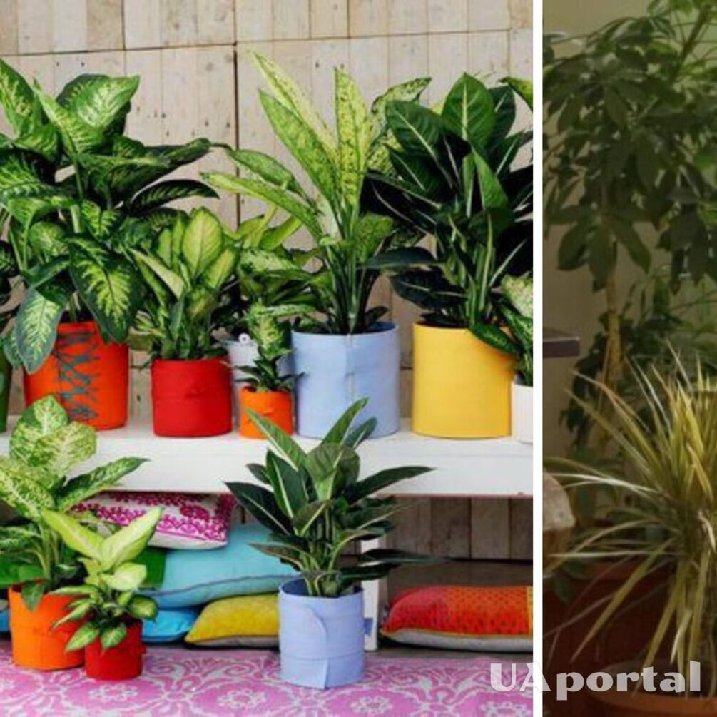 What 3 houseplants to have at home to get rid of negativity