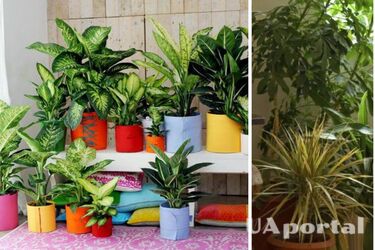 Which houseplants cleanse the house of negative energy