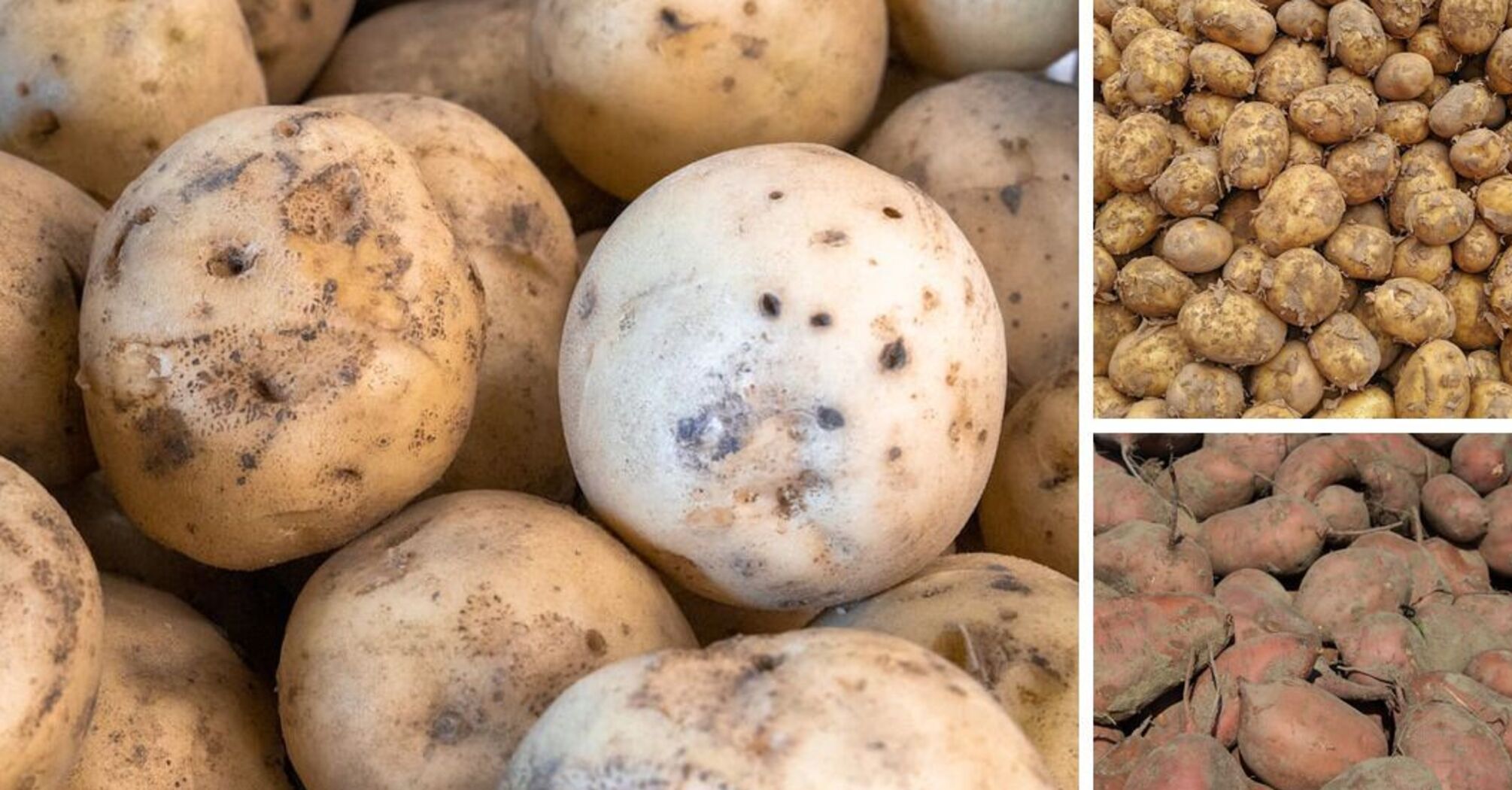 Czerwone, białe czy słodkie: które ziemniaki są najzdrowsze?