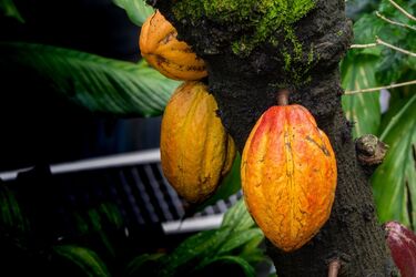 'Food of the gods': archaeologists discover a new historical fact about chocolate
