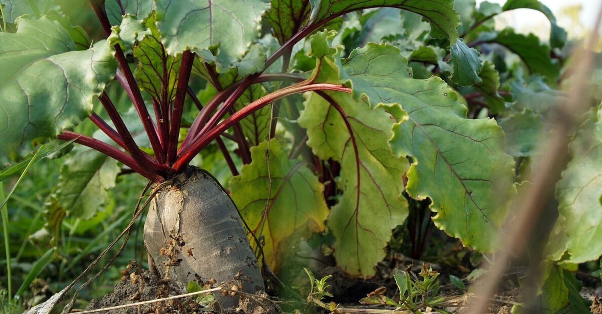 Негативно вплине на урожайність: городники назвали овочі, які не можна садити на місці буряка 