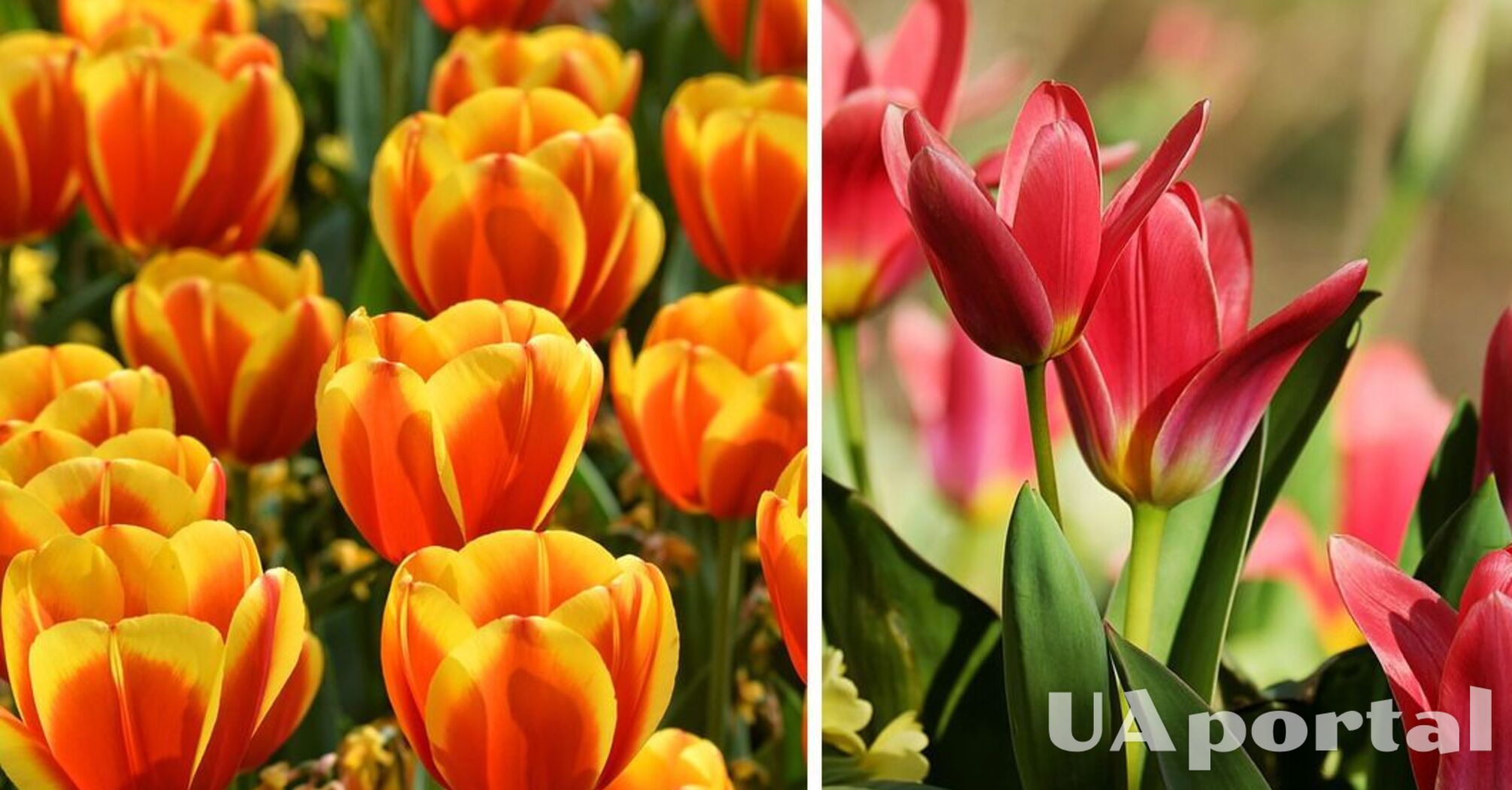 Садівники пояснили, як правильно доглядати за тюльпанами, щоб вони цвіли довше