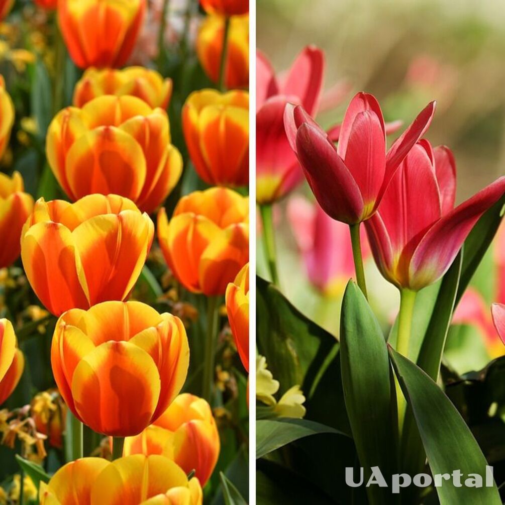 Ogrodnicy wyjaśnili, jak prawidłowo dbać o tulipany, aby kwitły dłużej