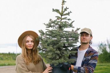 Trees not to plant near the house