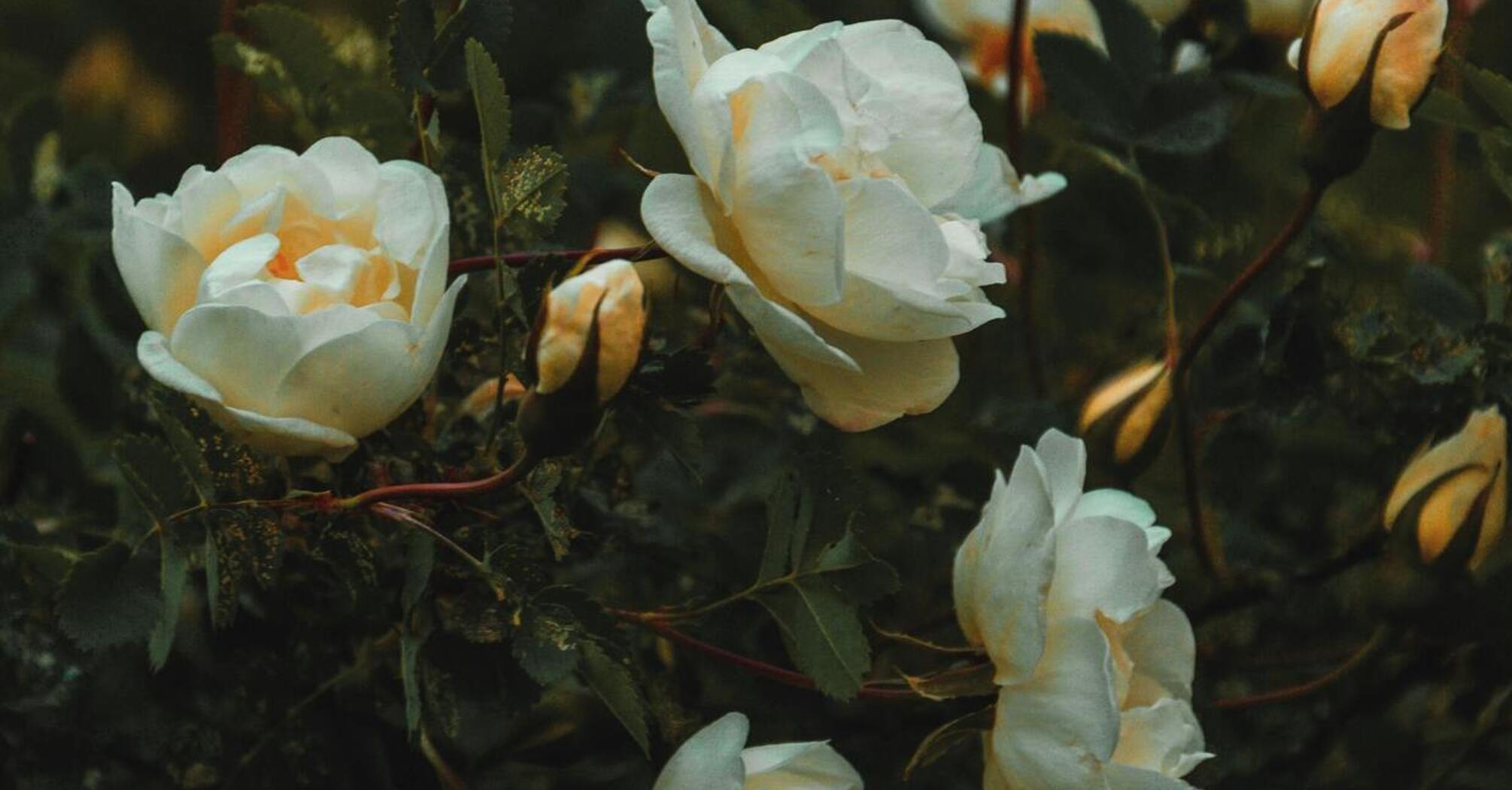 Белые цветы, как украшение вашего сада