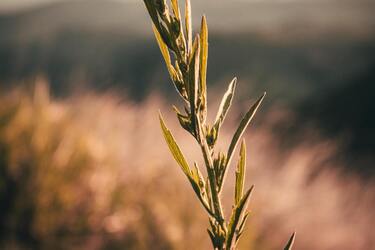 Полынь полезна для вашего сада