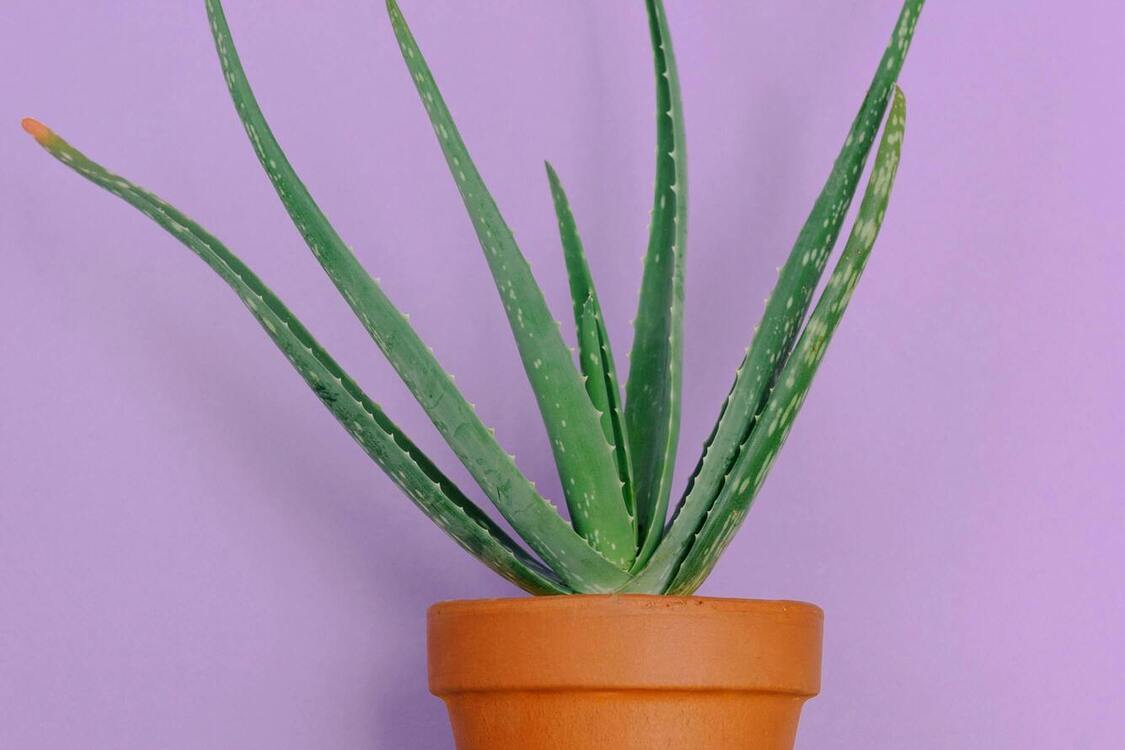 Jakie rośliny mogą zniszczyć pleśń i zapewnić świeże powietrze w domu