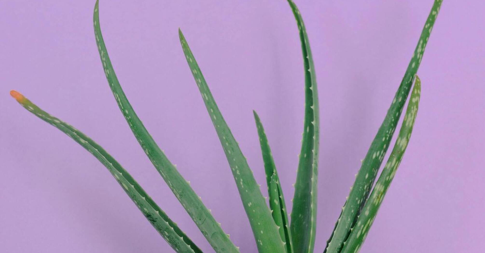 What plants can destroy mold and provide fresh air in the home