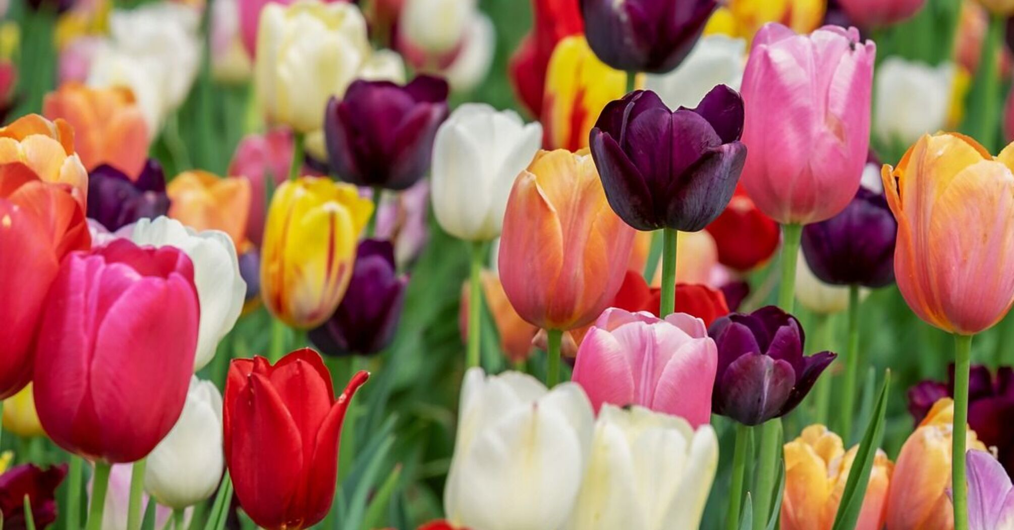 How to make tulips bloom lushly: an effective fertilizer will help
