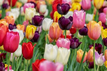 How to make tulips bloom lushly: an effective fertilizer will help