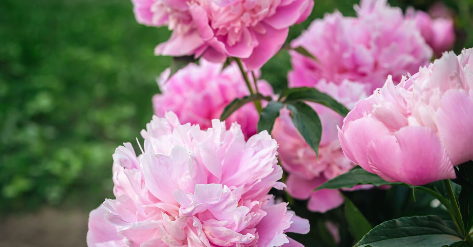 Как правильно подкармливать пионы весной для обильного цветения: советы экспертов