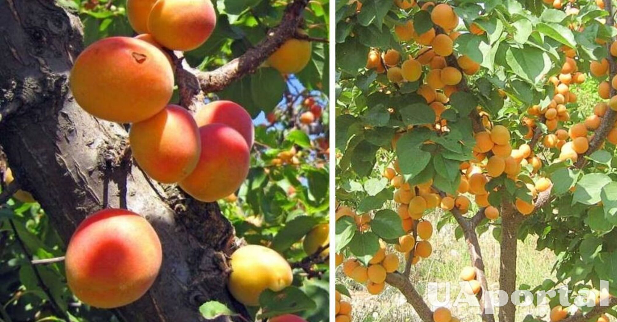 Як підгодовувати абрикоси під час цвітіння для багатого врожаю