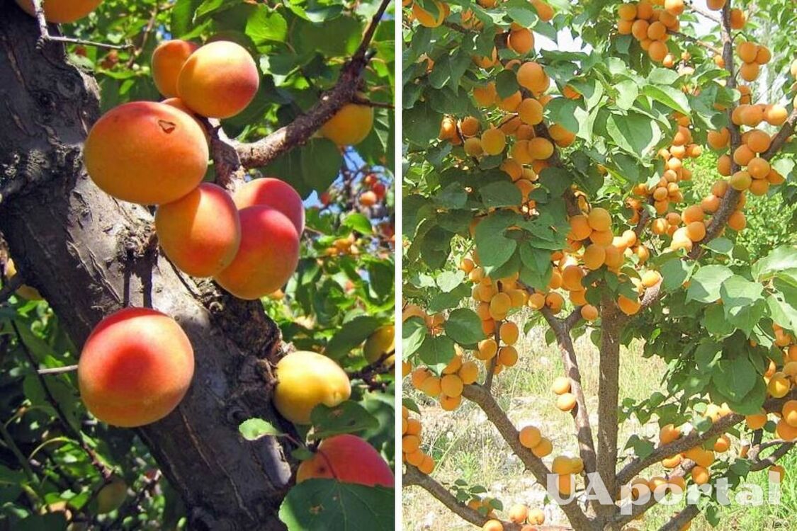 How to feed apricots during the flowering period so that many fruits are set