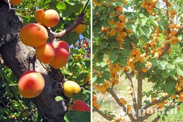 How to feed apricots during flowering for a rich harvest