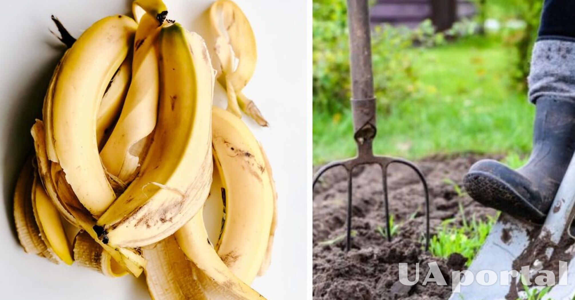 Почему кожуру бананов нельзя выбрасывать: садоводы советуют использовать для лучшего роста растений
