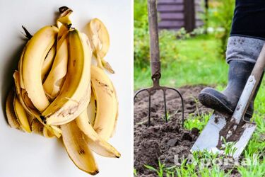 Почему кожуру бананов нельзя выбрасывать: садоводы советуют использовать для лучшего роста растений