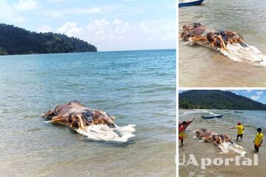 В Малайзии на пляж выбросило труп таинственного жуткого существа (фото)