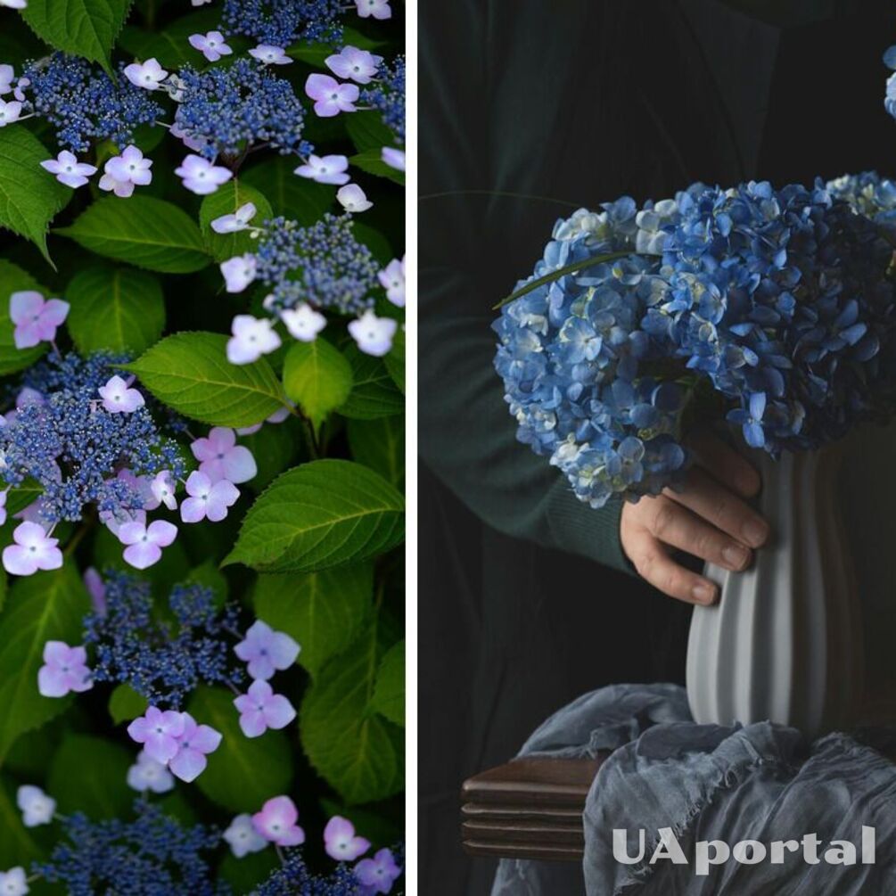 Three rules for lush hydrangeas in the garden: neighbors will envy your flowering bushes