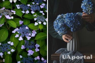 Три правила для пишних гортензій в саду: сусіди заздритимуть вашим квітучим кущикам
