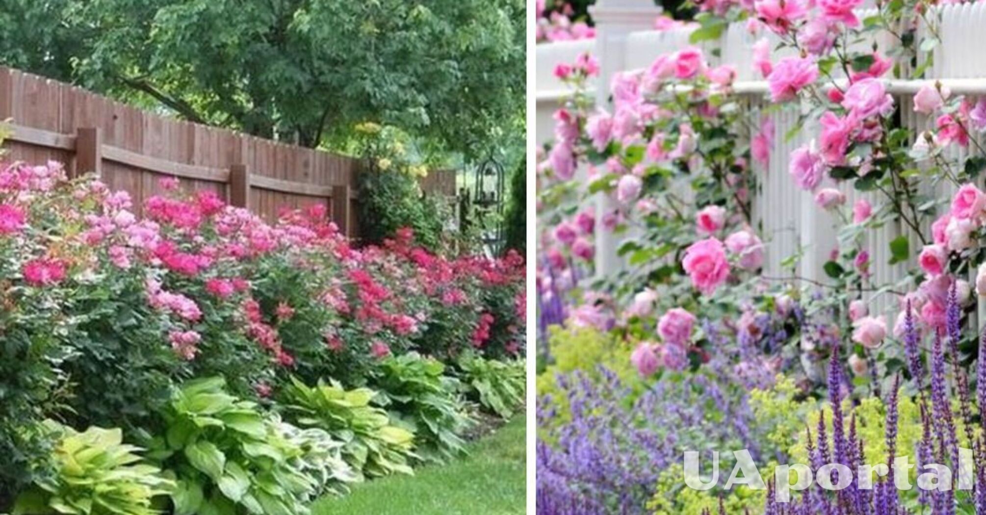 Які квіти краще садити біля парканів