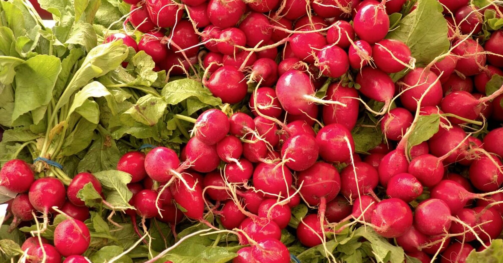 How to water radish so that it is tasty and juicy: gardeners' advice