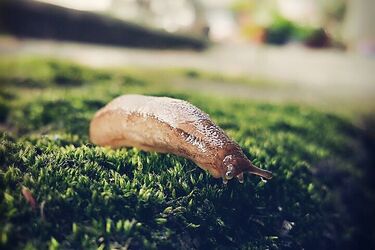 Боротьба зі шкідниками