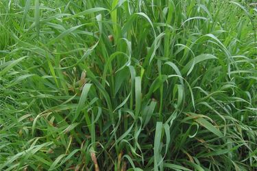 Огромная проблема всех огородников: названы шесть способов, которые помогут избавиться от пырея без химии