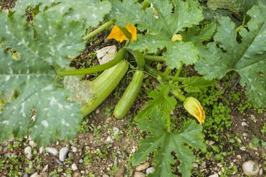 Когда и как сажать кабачки в 2024 году: лучшие дни для посева