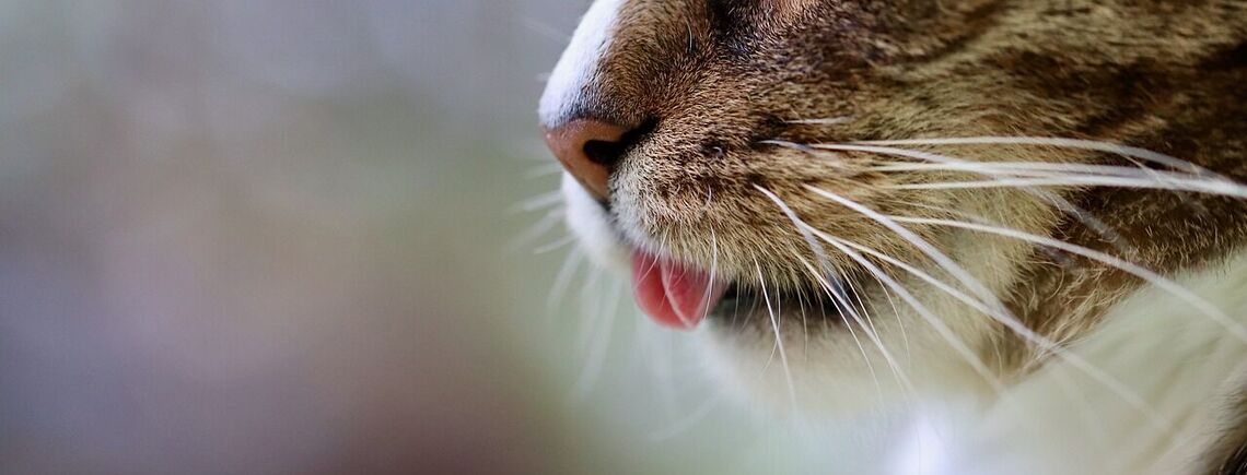 The reasons why cats sniff and lick their owner's feet are named