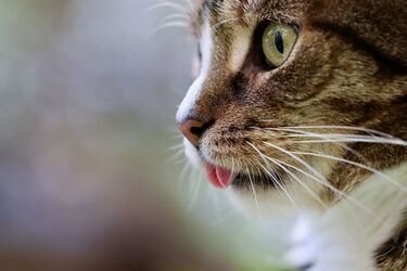 The reasons why cats sniff and lick their owner's feet are named