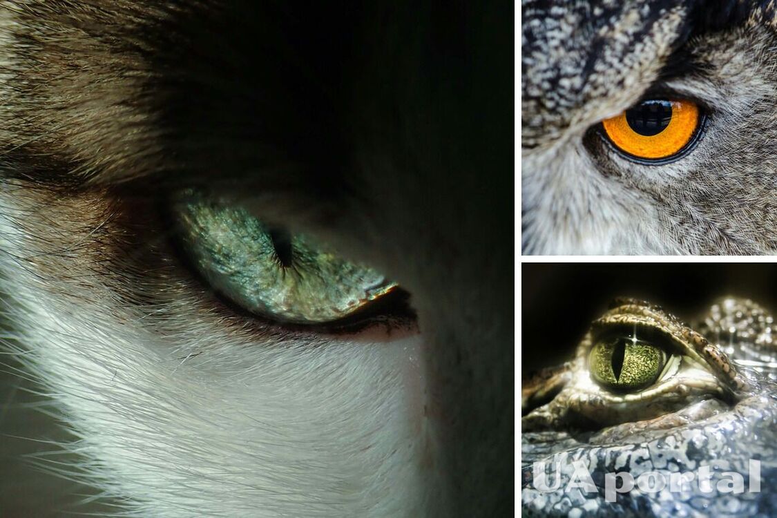 Scientists have explained why animals have different pupil shapes