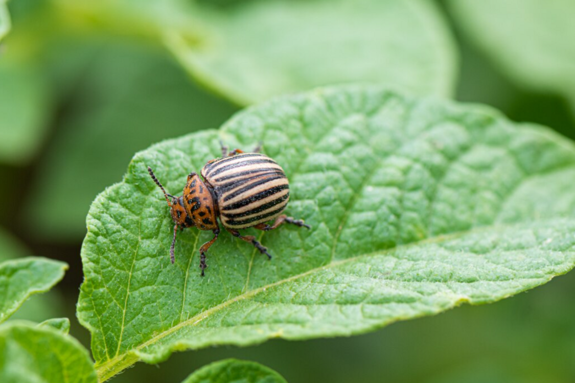 Борьба с колорадским жуком: методы для эффективного противодействия вредителям