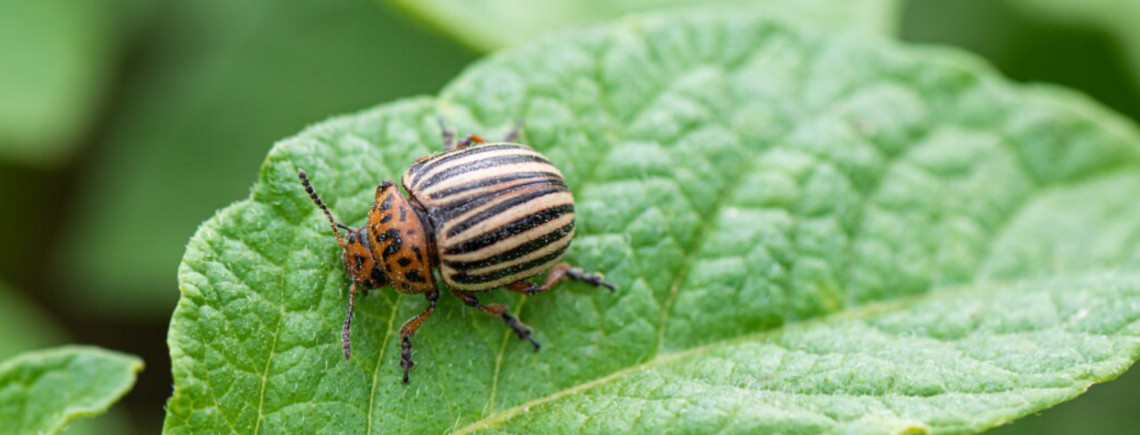 Боротьба з колорадським жуком: методи для ефективної протидії шкідникам