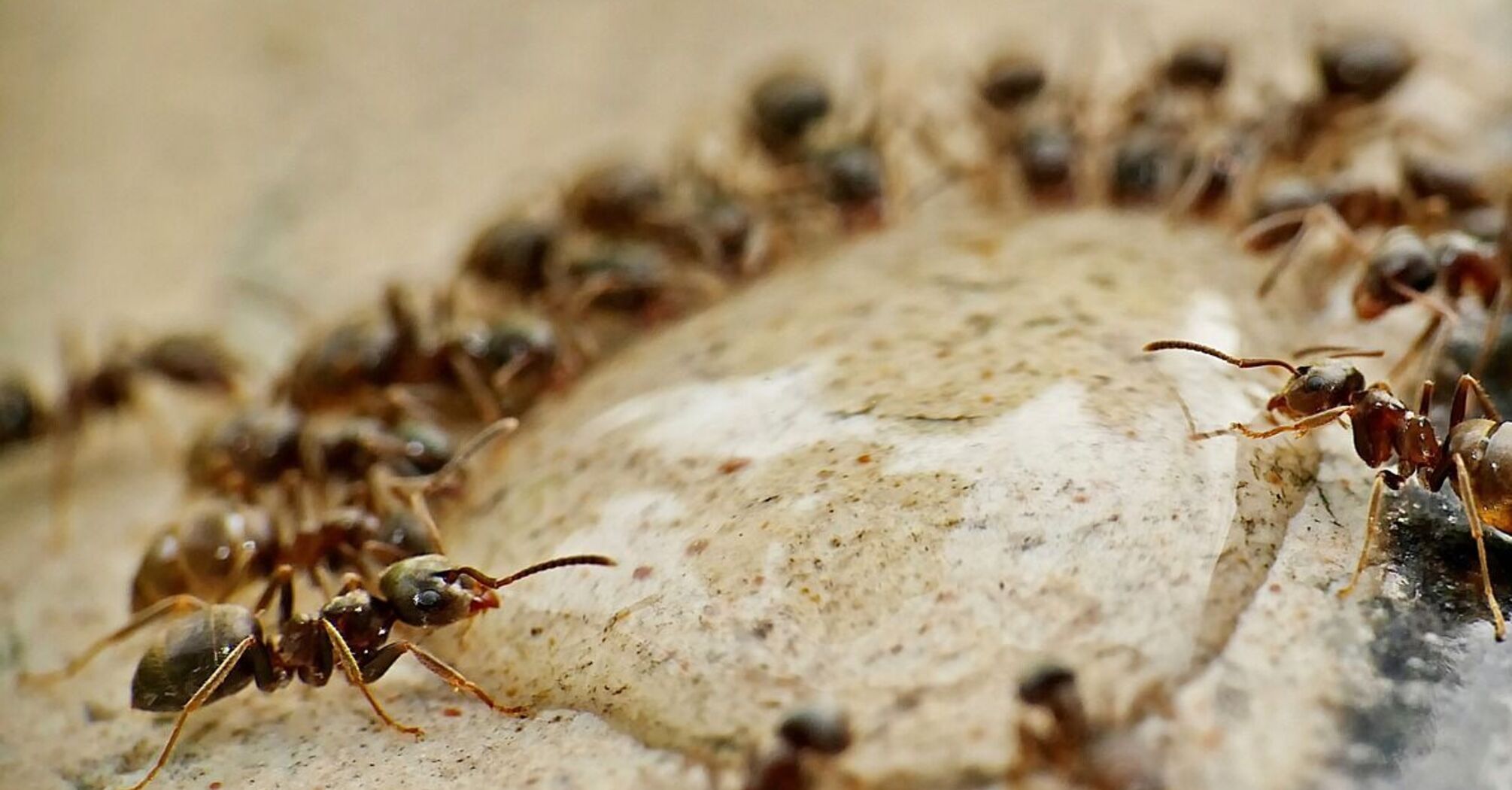 Как заставить муравьев покинуть ваш дом: простой лайфхак