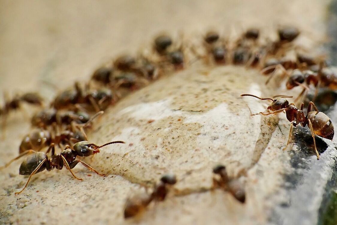 How to make ants leave your home: a simple life hack