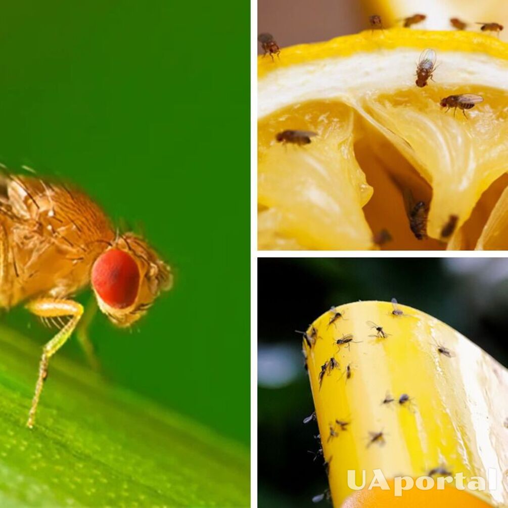 Porady ekspertów pomogą pozbyć się muszek w pobliżu domu i w domu