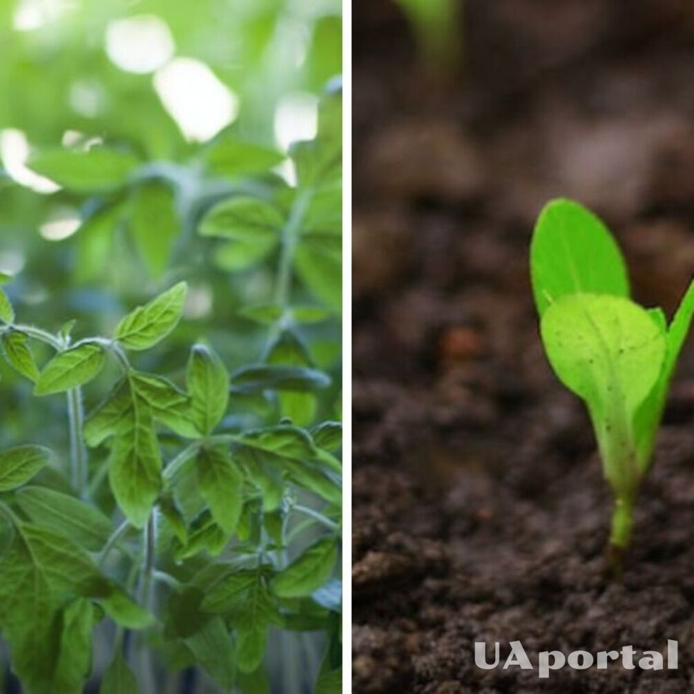 Strać plony: dlaczego nie można podlewać ogrodu przy słonecznej pogodzie