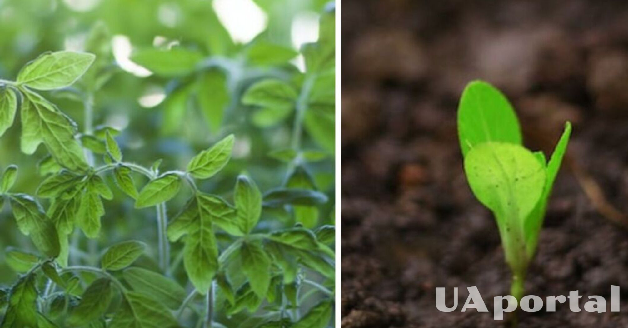 Strać plony: dlaczego nie można podlewać ogrodu przy słonecznej pogodzie