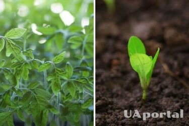 Втратите врожай: чому не можна поливати грядку у сонячну погоду