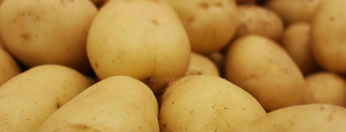 Як збільшити врожай картоплі: кроки, які варто зробити перед посадкою