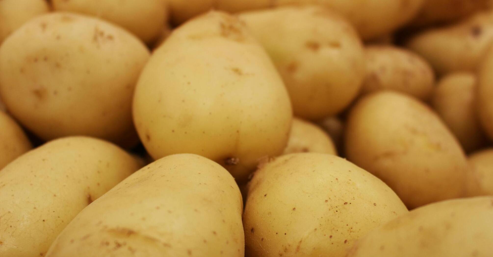 Как увеличить урожай картофеля: шаги, которые следует сделать перед посадкой