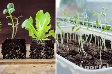 Уничтожите весь урожай: что категорически запрещено делать с рассадой