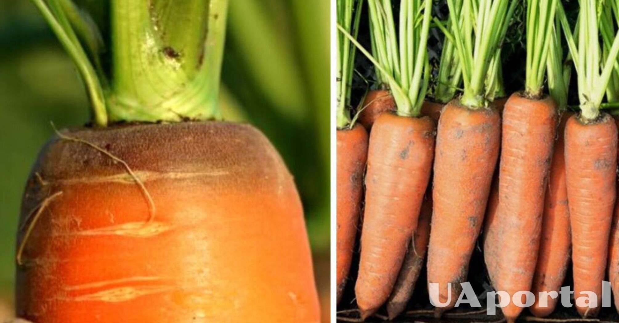 Почему морковь на огороде вырастает не сладкой