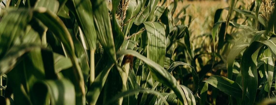 Секрети вирощування кукурудзи: оптимальний час посадки для щедрого врожаю